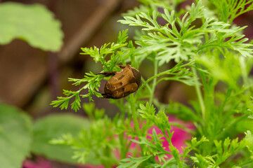 Gymnetis beetle crawling on a wormwood plant