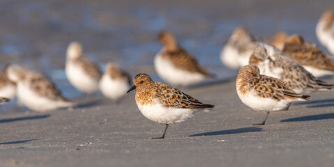 Bécasseaux sanderling (Calidris alba, Sanderling) sur la plage du Hourdel