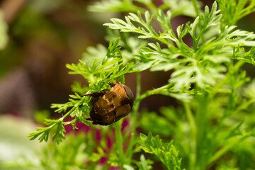 Gymnetis beetle crawling on a wormwood plant