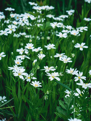 Obraz na płótnie Canvas white daisies in a field