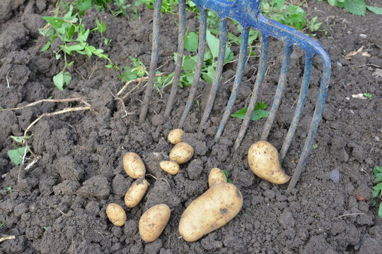 Récolte de pommes de terre dans un jardin