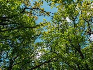 green leaves against sky