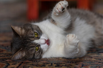 Chat qui joue dans la maison