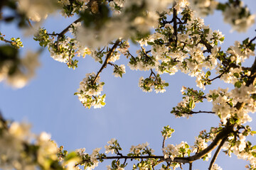 Spring Cherry blossoms, the tree is blooming in the garden