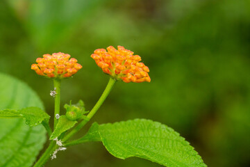 Lantana flowering buds orange color