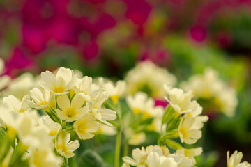 Easter concept. Primrose Primula with yellow flowers in flowerbed in spring time. Inspirational natural floral spring or summer blooming garden or park. Hello spring