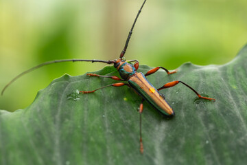 A Xystrocera beetle on the grass