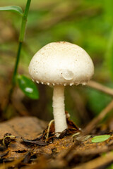A wild white mushroom growing