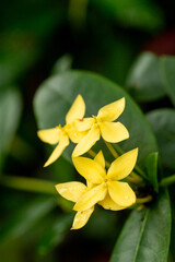 Obraz premium A bunch of yellow Chinese Ixora flower