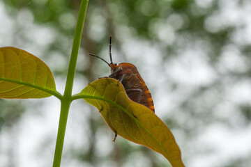 A stink bug or shield bug on a leaflet