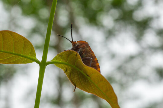 A stink bug or shield bug on a leaflet