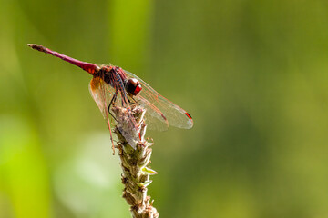 dragonfly on a branch