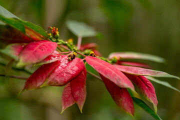 A bunch of young red leaves