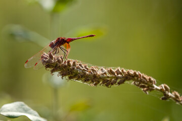 dragonfly on a branch