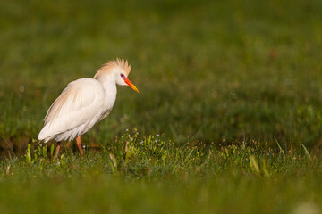 Héron garde-boeufs (Bubulcus ibis - Western Cattle Egret)