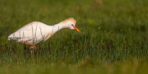 Héron garde-boeufs (Bubulcus ibis - Western Cattle Egret)