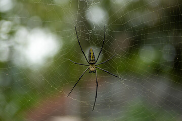 A spider with seven legs on a web