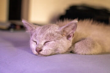 A little gray kitten lying on the bed