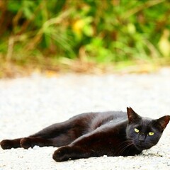cat on the grass