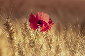 Poppy field in Czech Republic