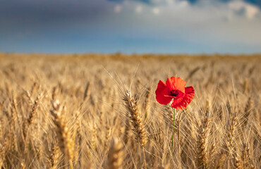 Poppy field in Czech Republic