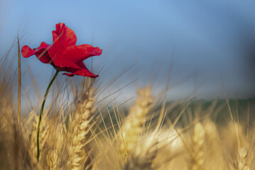 Poppy field in Czech Republic