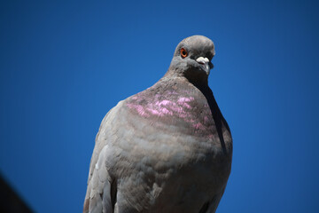 pigeon
