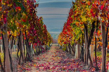 Nature on south Moravia, Czech Republic