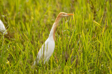An egret walking on the ground