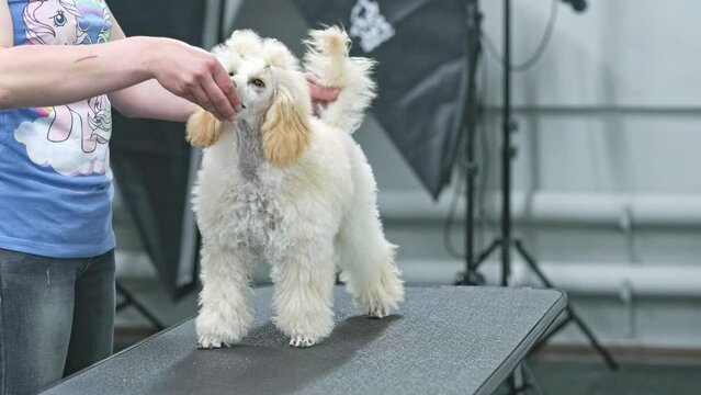 Training a miniature poodle puppy to stand in a stand for a show
