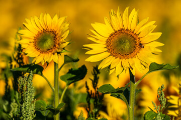 Champ de tournesols près de Saint-Valery-sur-Somme en baie de Somme