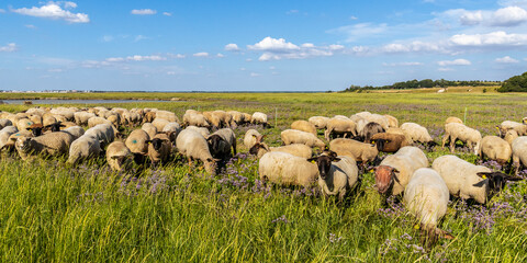Obraz premium Moutons de prés salés dans les mollières du cap Hornu