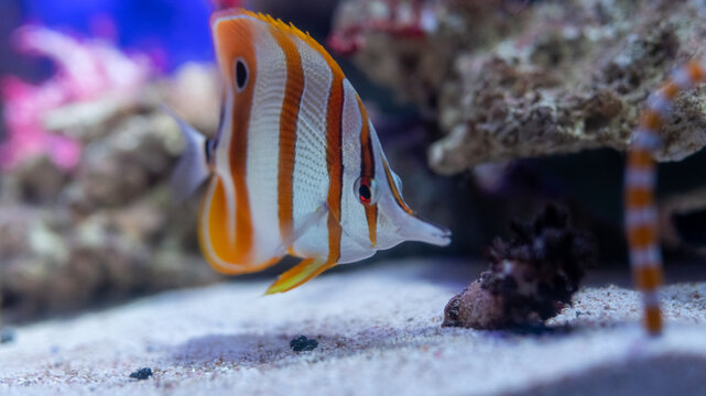 ストローみたいな口、この魚の主食はなんだろう？