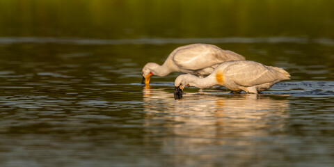 Spatule blanche (Platalea leucorodia - Eurasian Spoonbill)
