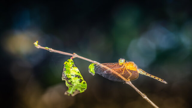 A yellow dragonfly perched on a tree branch and nature background, Selective focus, insect macro, Colorful insect in Thailand.