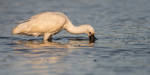 Spatule blanche, (Platalea leucorodia, Eurasian Spoonbill) en baie de Somme