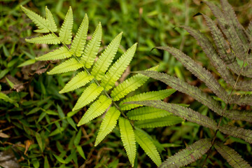 fern leaf in the middle of grass