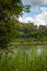 The reeds by the river and the trees across the river