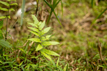 fern leaf in the middle of grass