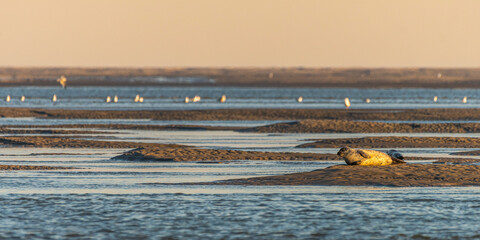 Phoques sur les bancs de sable au Hourdel © Alonbou