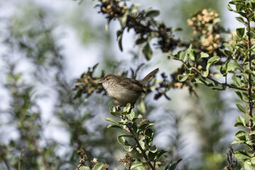 sparrow on a branch