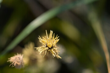 Wood sedge flower