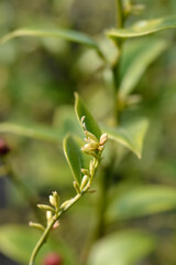 Fragrant Sweet Box small flowers