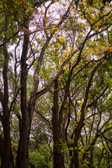 Preservation forest of towering trees