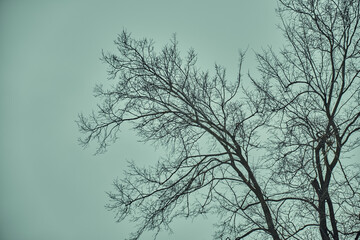 Stark bare tree branches silhouetted against a winter sky