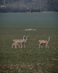 deer in the field