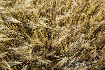 Fields of wheat at the end of summer fully ripe