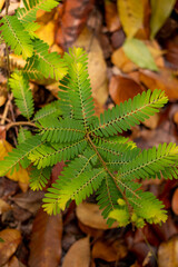 Mimosa pudica or shy, bashful or shrinking also called sensitive plant