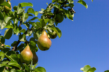 A bunch of pears in the tree. Benefits of pears. Blue sky Background.
