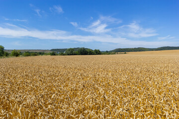 field of golden wheat and blue sky, agricultural field
